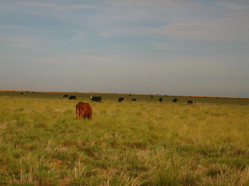  Cattle grazing between Denver City and Morton, T X Picture 1900